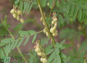春天能吃黃芪嗎？春天吃黃芪好嗎？