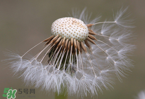 蒲公英多少錢一斤？蒲公英多少錢一克？