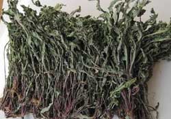 干的蒲公英多少錢一斤？蒲公英多少錢一斤干的？