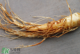 春天可以吃人參嗎？春季能進(jìn)補(bǔ)人參嗎？