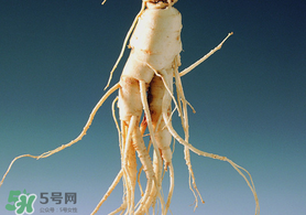 春天可以吃人參嗎？春季能進(jìn)補(bǔ)人參嗎？