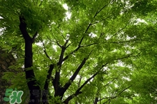植樹(shù)節(jié)是為了紀(jì)念誰(shuí)？植樹(shù)節(jié)的由來(lái)和意義