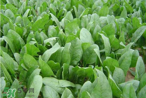 春天能種菠菜嗎？春天怎么種菠菜？