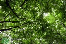 植樹(shù)節(jié)可以種什么植物？植樹(shù)節(jié)種什么植物好？