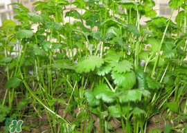 春天能種香菜嗎？香菜幾月份播種？