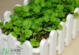 春天能種香菜嗎？香菜幾月份播種？