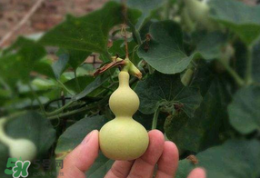 春天什么時(shí)候種葫蘆？葫蘆幾月種最好？