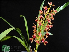 蘭花品種？蘭花有多少品種？