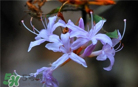 蘭花品種？蘭花有多少品種？