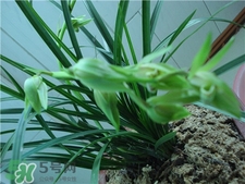 蘭花品種？蘭花有多少品種？
