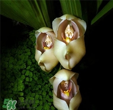 蘭花品種？蘭花有多少品種？