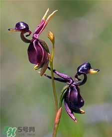 蘭花品種？蘭花有多少品種？