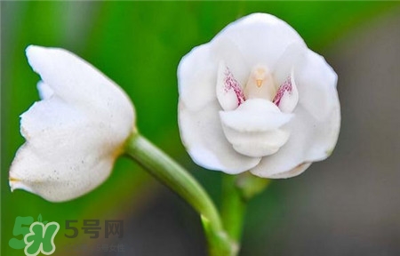 蘭花品種？蘭花有多少品種？