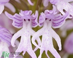 蘭花品種？蘭花有多少品種？