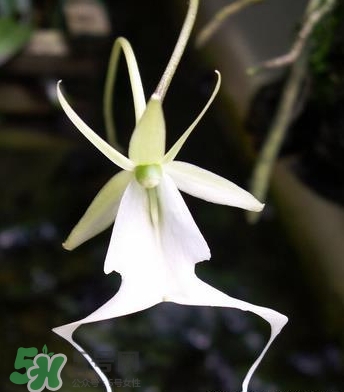 蘭花品種？蘭花有多少品種？