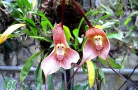 蘭花品種？蘭花有多少品種？