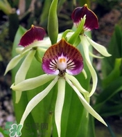 蘭花品種？蘭花有多少品種？