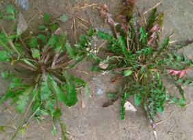 野生薺菜幾月份有？野生薺菜什么時候有？