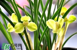 蘭花怎么養(yǎng)？蘭花怎么種？