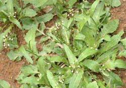 野生薺菜幾月份有？野生薺菜什么時候有？