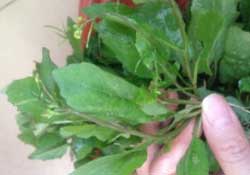 春天吃什么野菜好？春天吃什么野菜降血壓？
