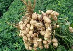 春天能種花生嗎？春天什么時(shí)候種花生？