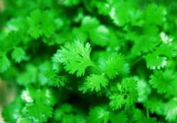 春天能種香菜嗎？香菜幾月份播種？