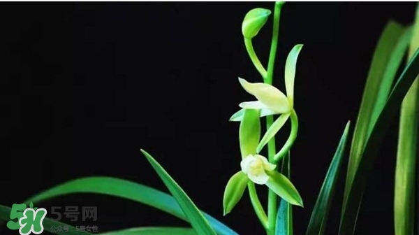 蘭花怎么養(yǎng)？蘭花怎么種？
