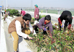 植樹節(jié)可以種什么植物？植樹節(jié)種什么植物好？