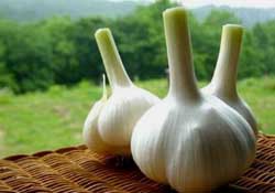 大蒜爛了一點還能吃嗎？大蒜爛根是怎么回事？