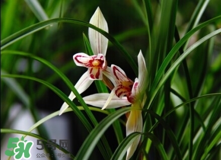 蘭花怎么養(yǎng)？蘭花怎么種？