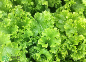 春天能種生菜嗎？生菜春天可以種嗎？