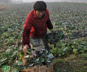 春天能種油菜嗎？油菜春天什么時(shí)候種植？