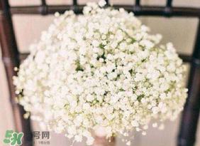 春天能種滿天星嗎？什么時候最適合種植滿天星？