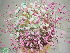 春天能種滿天星嗎？什么時候最適合種植滿天星？