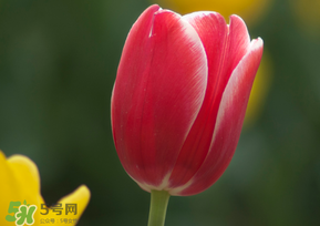 春天可以種郁金香嗎？郁金香可以春天種嗎？