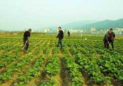 春天能種油菜嗎？油菜春天什么時候種植？