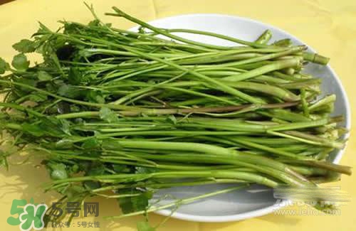 吃野芹菜會中毒嗎？吃野芹菜中毒了怎么辦？
