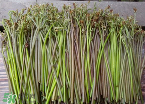 蕨菜是什么菜？蕨菜是什么？