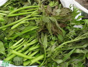 蕨菜是什么菜？蕨菜是什么？
