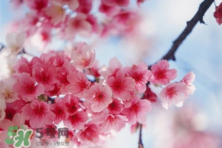 清明節(jié)可以送禮嗎？清明節(jié)可以送禮物嗎？