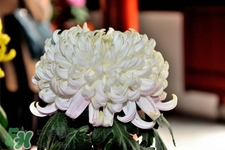 清明節(jié)掃墓買什么顏色菊花？清明節(jié)上墳用什么顏色菊花？