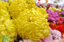清明節(jié)掃墓為什么用菊花？清明節(jié)上墳為什么要送菊花？