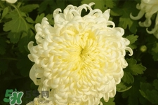 清明節(jié)掃墓為什么用菊花？清明節(jié)上墳為什么要送菊花？