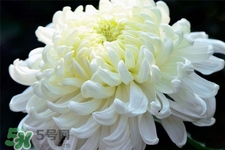 清明節(jié)掃墓為什么用菊花？清明節(jié)上墳為什么要送菊花？