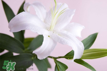 清明節(jié)上墳可以帶百合花嗎？清明節(jié)掃墓能用百合花嗎？