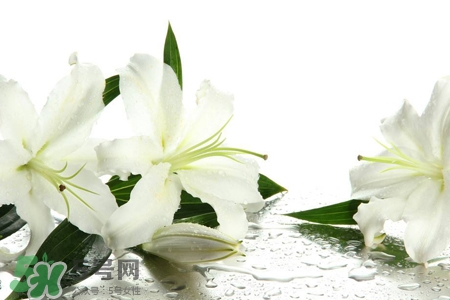 清明節(jié)上墳可以帶百合花嗎？清明節(jié)掃墓能用百合花嗎？