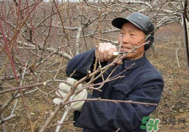 春天桃樹能剪枝嗎？桃樹春季什么時(shí)間剪枝？