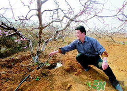 桃樹春天什么時候澆水？桃樹什么時候澆水？