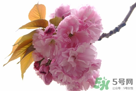 春天容易得水痘嗎？春天是水痘的高發(fā)季節(jié)嗎？
